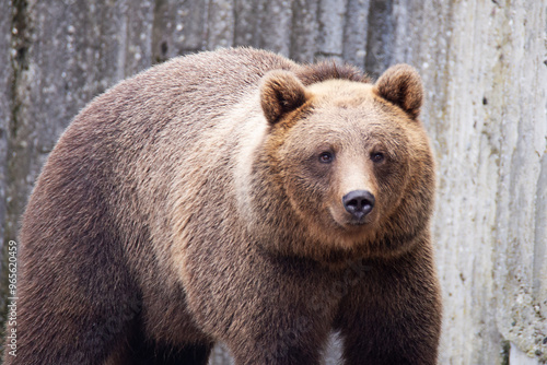 Brown bear