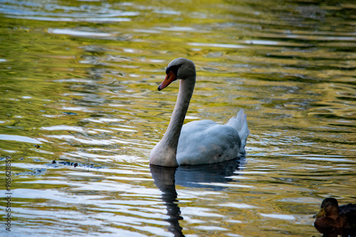 Ein weißer Schwan schwimmt im Wasser