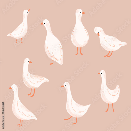 Set of adorable white geese illustrations. Vector hand drawn domestic animals.