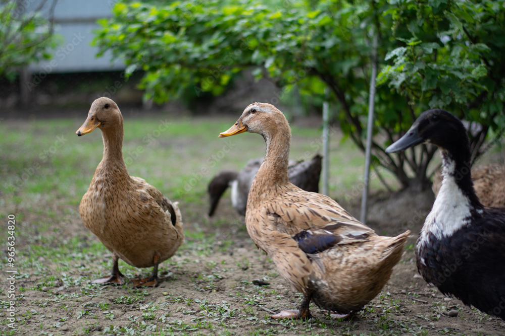 Obraz premium family of ducks on the grass in summer