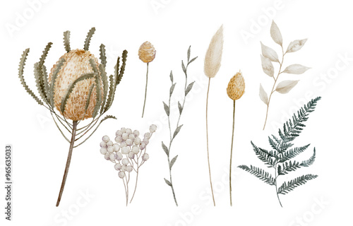 Watercolor Dried Floral Elements Banksia, Bunny Tails, Fern and other Flower