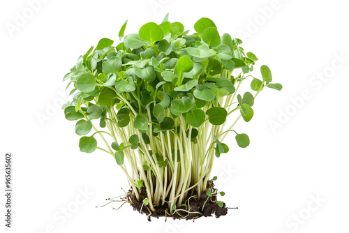 Curly cress plant isolated on a white transparent background. Watercress healthy dishes and fresh salads