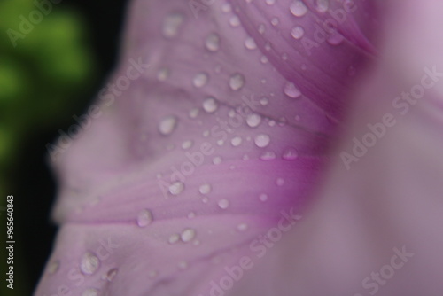 water drops on pink flower