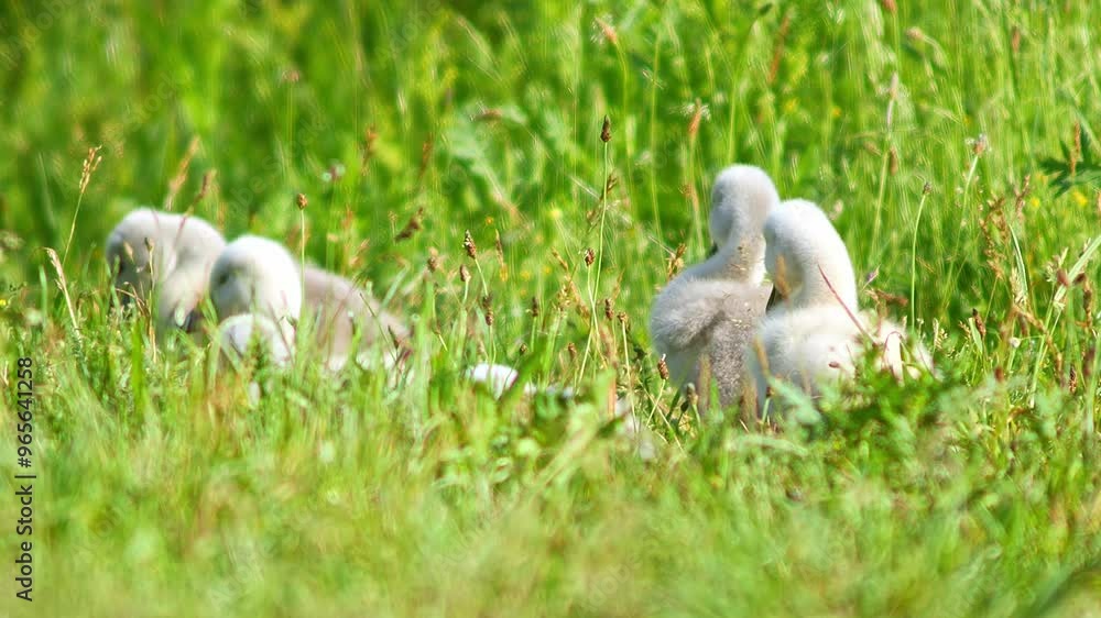 a beautiful Swan (Cygnus olor) family with young fluffy chicks walks on a green lush meadow and eats grass on a sunny summer morning in Göttingen - Lower Saxony - Germany - Europe a beautiful Swan (Cygnus olor) family with young fluffy chicks walks on a green lush meadow and eats grass on a sunny summer morning in Göttingen - Lower Saxony - Germany - Europe