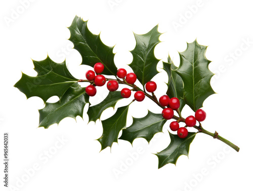 Close-up of holly leaves with red berries on a white background.  PNG transparent.