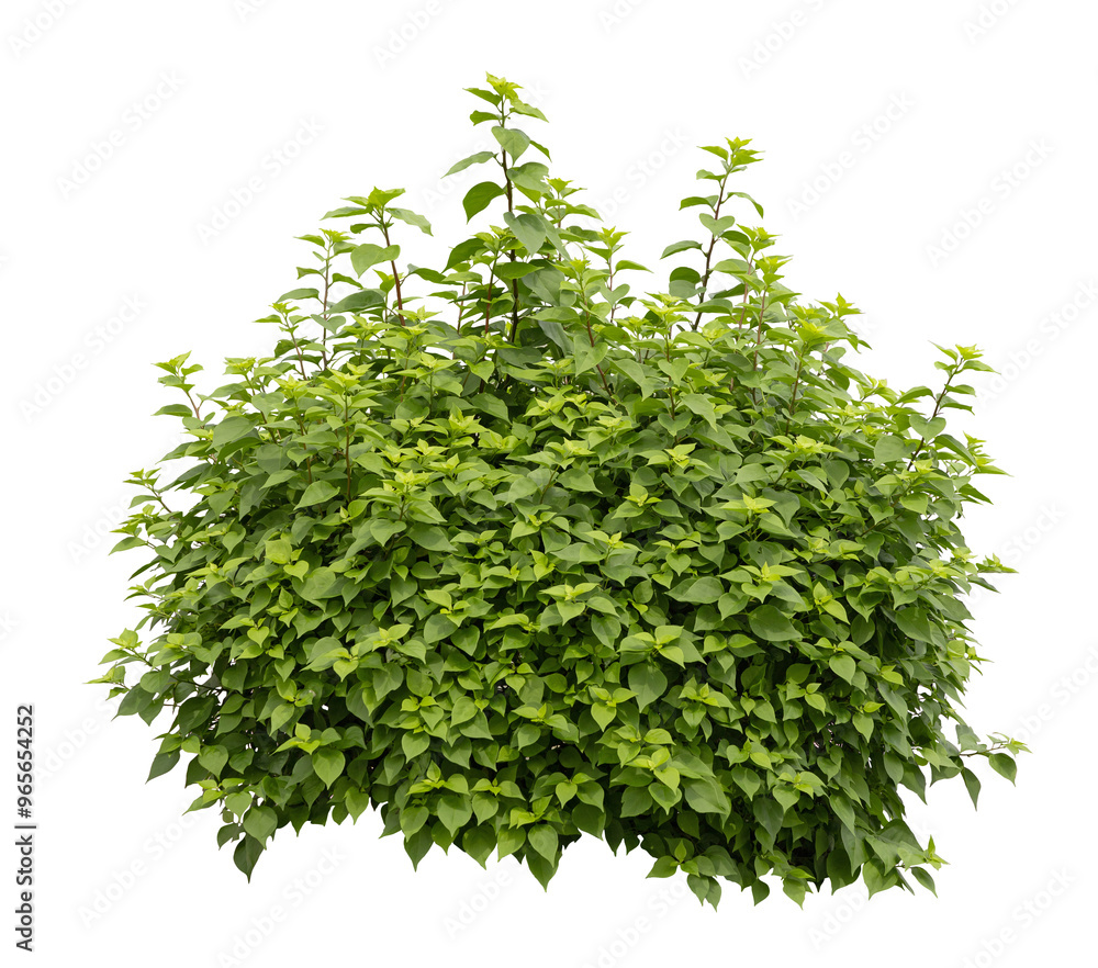 Obraz premium Tropical plant fence bush green shrub tree isolated on white background with clipping path.