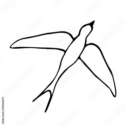 Simple hand drawn vector drawing with black outline. Swallow bird in flight, nature, ornithology. Sketch in ink.