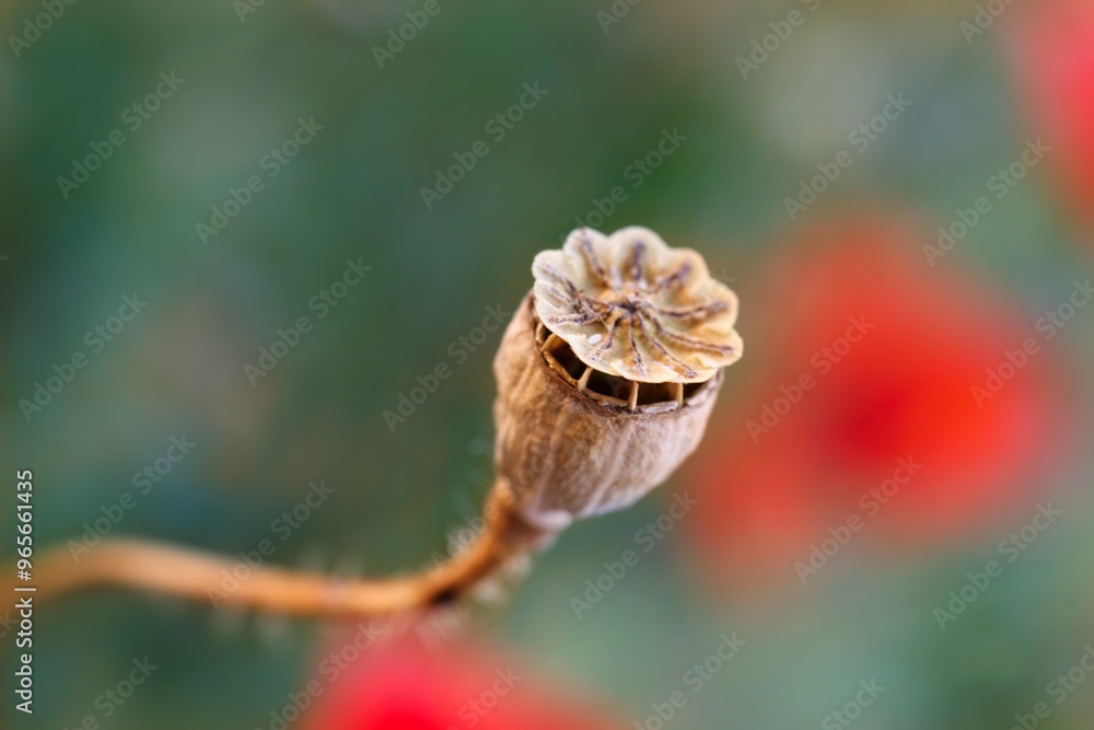Fototapeta premium wallpaper with dried poppy plants and seeds. The theme of autumn is dry plants and spices used in food. High quality photo beautiful poppy boxes filled with seeds and spilled out on a wooden table