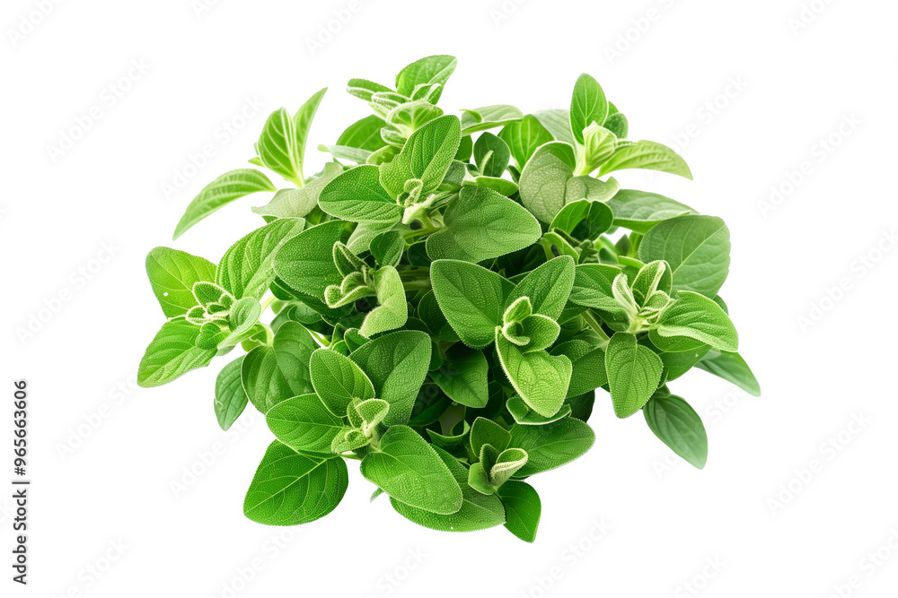 Fresh oregano green leaves isolated on a white transparent background. Culinary herb concept. Fresh oregano green leaves isolated on a white transparent background. Culinary herb concept.