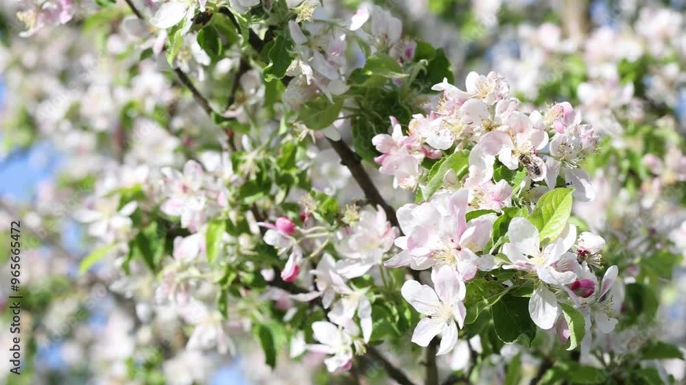 Blooming apple trees Blooming apple trees