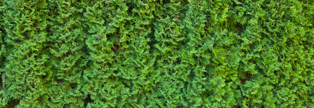 A beautiful hedge of thuja trees. Panoramic view of a thuja hedge. Seamless texture of green natural background. Thuja texture. A beautiful hedge of thuja trees. Panoramic view of a thuja hedge. Seamless texture of green natural background. Thuja texture.
