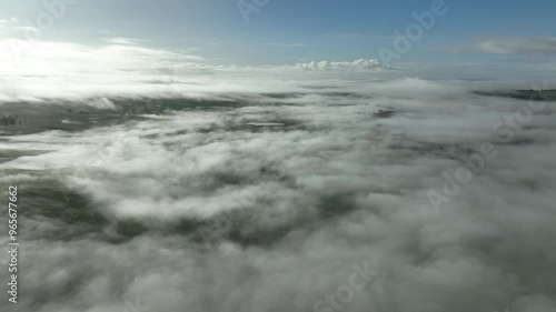 Wallpaper Mural mist over a Farming landscape with beautiful cows and cattle grazing on pasture at dswk in the australian outback over hills in spring on a farm, with a crop growing food Torontodigital.ca