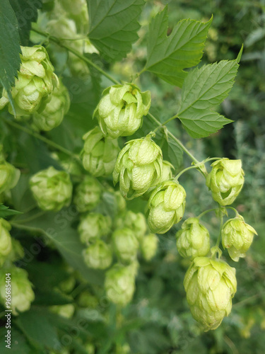 Gresh hatvest of green hop cones hanging on a branches. Raw stuff for beer production. photo