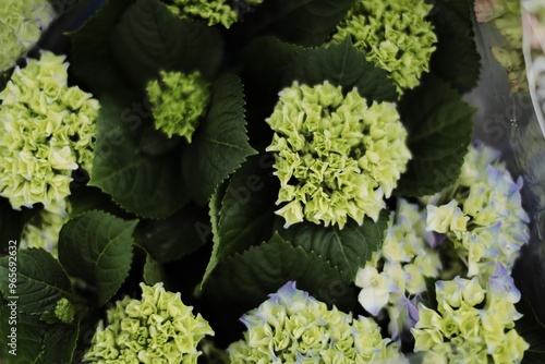 
a flower shop, a warehouse where plants are sold