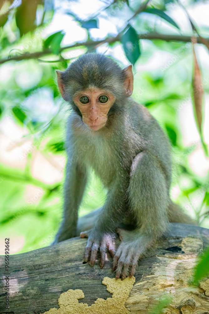 The baby wild Formosan rock macaque (Macaca cyclopis) in Shoushan (Kaohsiung). It is a macaque endemic to the island of Taiwan, Besides humans, they are the only native primates living in Taiwan. The baby wild Formosan rock macaque (Macaca cyclopis) in Shoushan (Kaohsiung). It is a macaque endemic to the island of Taiwan, Besides humans, they are the only native primates living in Taiwan.