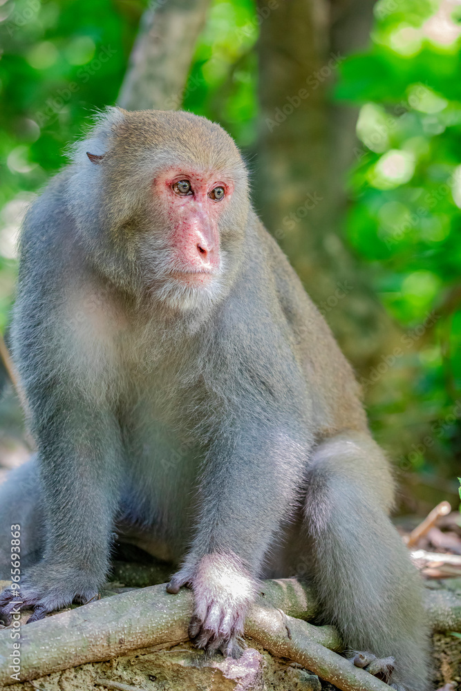 The wild Formosan rock macaque (Macaca cyclopis) in Shoushan (Kaohsiung). It is a macaque endemic to the island of Taiwan, Besides humans, they are the only native primates living in Taiwan. The wild Formosan rock macaque (Macaca cyclopis) in Shoushan (Kaohsiung). It is a macaque endemic to the island of Taiwan, Besides humans, they are the only native primates living in Taiwan.
