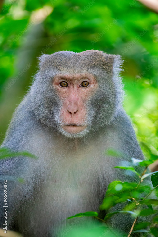 The wild Formosan rock macaque (Macaca cyclopis) in Shoushan (Kaohsiung). It is a macaque endemic to the island of Taiwan, Besides humans, they are the only native primates living in Taiwan. The wild Formosan rock macaque (Macaca cyclopis) in Shoushan (Kaohsiung). It is a macaque endemic to the island of Taiwan, Besides humans, they are the only native primates living in Taiwan.