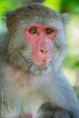 The wild Formosan rock macaque (Macaca cyclopis) in Shoushan (Kaohsiung). It is a macaque endemic to the island of Taiwan, Besides humans, they are the only native primates living in Taiwan. photo