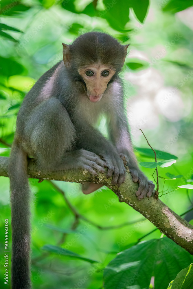 The baby wild Formosan rock macaque (Macaca cyclopis) in Shoushan (Kaohsiung). It is a macaque endemic to the island of Taiwan, Besides humans, they are the only native primates living in Taiwan. The baby wild Formosan rock macaque (Macaca cyclopis) in Shoushan (Kaohsiung). It is a macaque endemic to the island of Taiwan, Besides humans, they are the only native primates living in Taiwan.