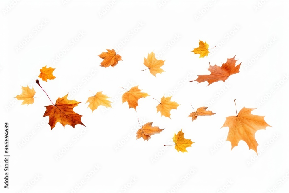 Falling maple leaf photo Falling maple leaf photo