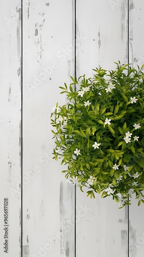 Top view of green potted plant on white wooden background