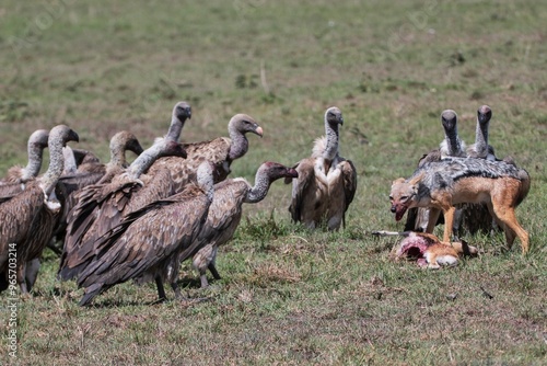 Jackal surrounded by vultures who want to steal his food photo