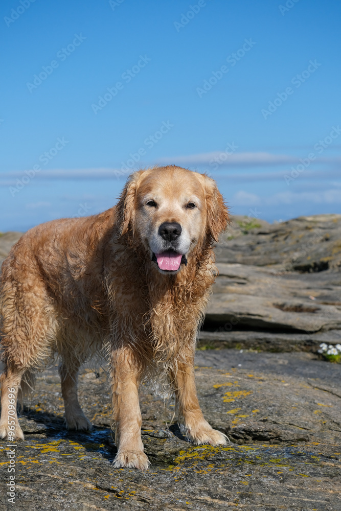 dog on the beach