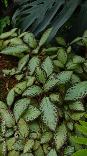 Tropical leaves close up