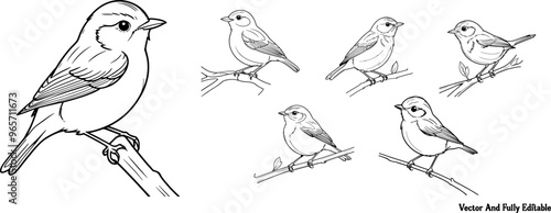 Willow Warbler hand drawing coloring page and outline vector design