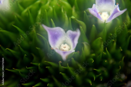 flower in the morning