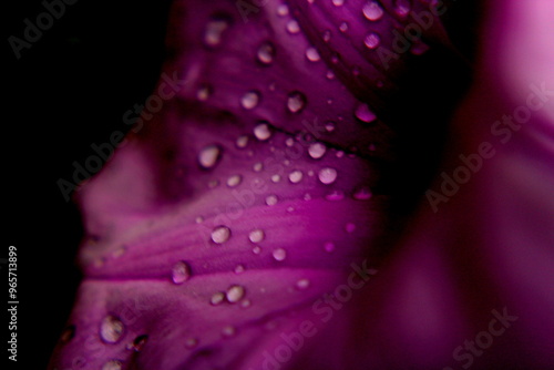 pink flower with water drops