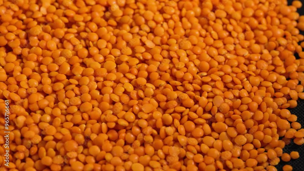 Red lentils texture background. Dry orange lentil grains pattern, dal wallpaper, raw daal, dhal, masoor, Lens culinaris or Lens esculenta flat lay and top view Red lentils texture background. Dry orange lentil grains pattern, dal wallpaper, raw daal, dhal, masoor, Lens culinaris or Lens esculenta flat lay and top view