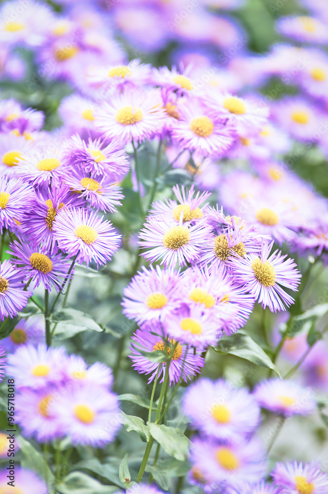 Fototapeta premium Nature background with spring flowers. Selective and soft focus. Close up.