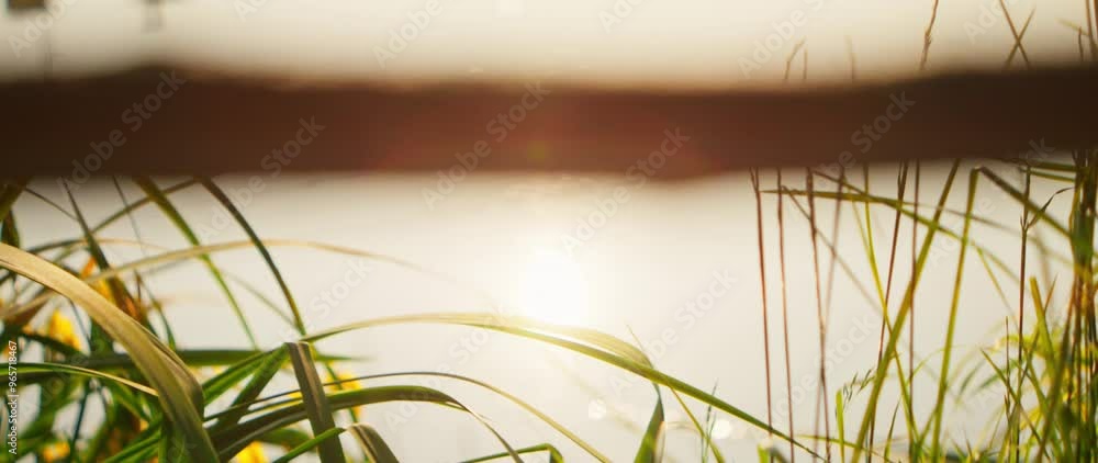 Beautiful view of water through the green leaves. Water clear at sunset. Nature. Sunshine Beautiful view of water through the green leaves. Water clear at sunset. Nature. Sunshine