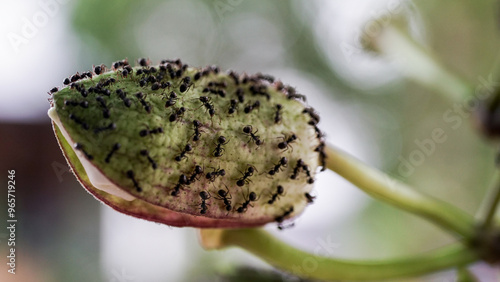 The flower buds of the passion fruit plant are surrounded by black ants.