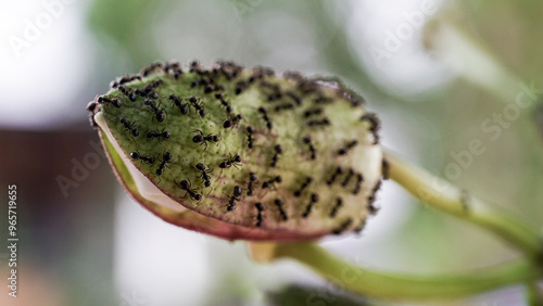 The flower buds of the passion fruit plant are surrounded by black ants.
