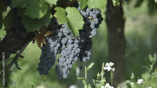 bunch of grapes on vine