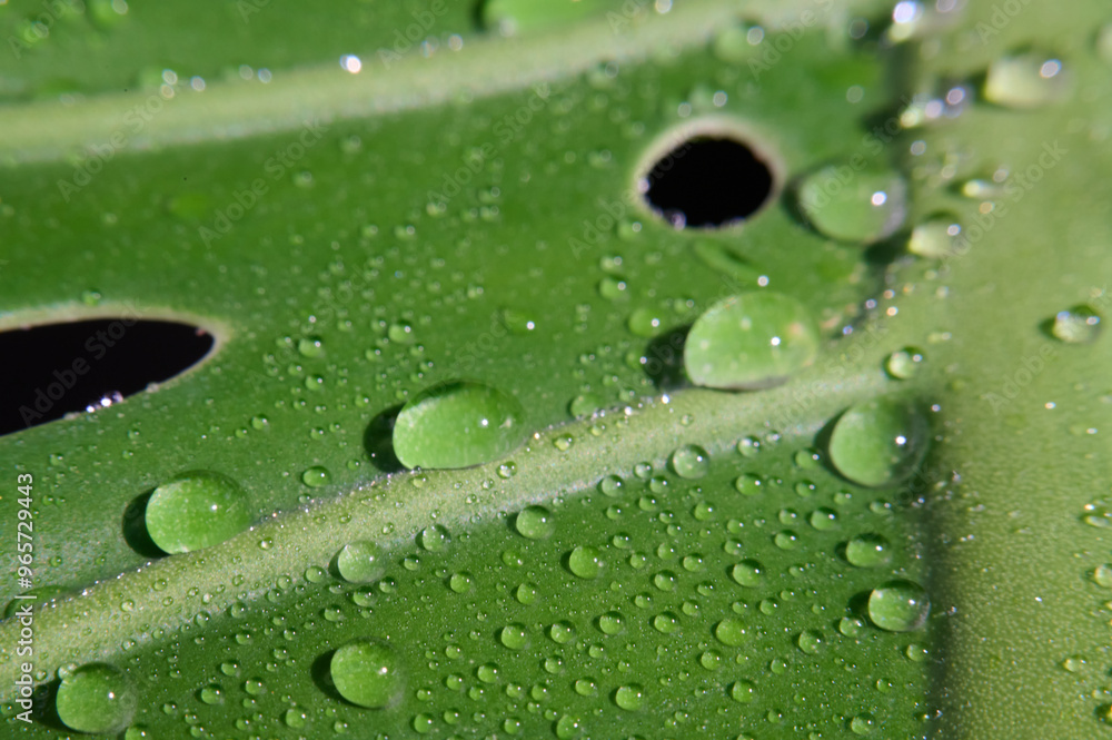 Water drops on a green leaf of a monstera. Macro photography Water drops on a green leaf of a monstera. Macro photography