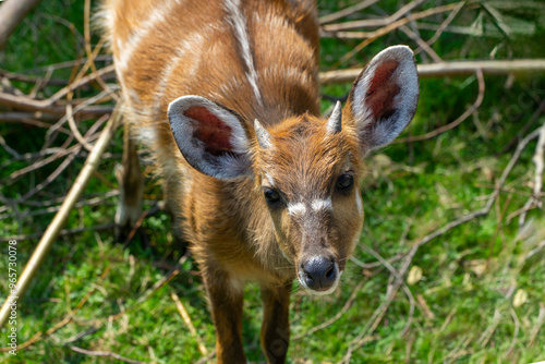 Sitatunga - młody, afrykański antylopowaty © pat