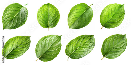 green leaves isolated on a transparent background PNG