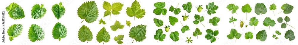 Isolated strawberry leaf. Strawberry leaf with clipping path on white background