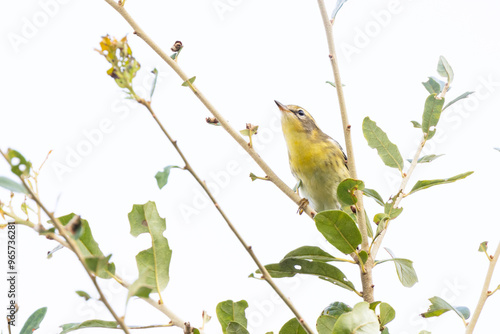 A blackburnian warbler (Setophaga fusca) in fall plumage migrating through southwest Florida in late summer photo