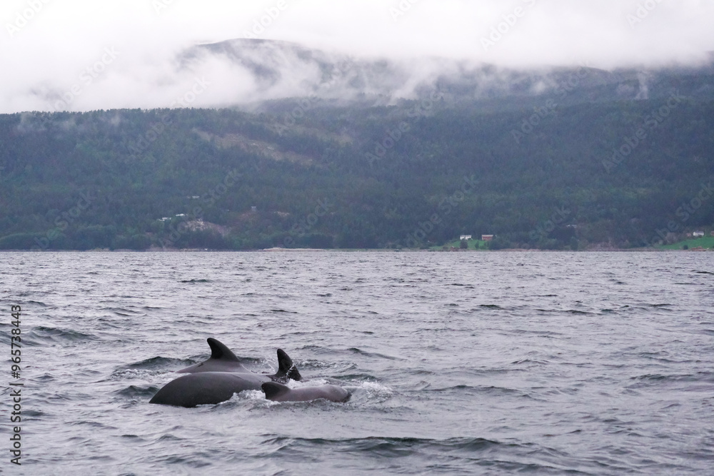 Fototapeta premium whale in the ocean