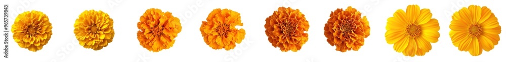 On a transparent background, a orange marigold flower stands out On a transparent background, a orange marigold flower stands out