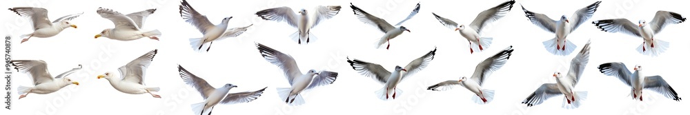 Obraz premium Isolated seagulls flying in the sky on a transparent background.