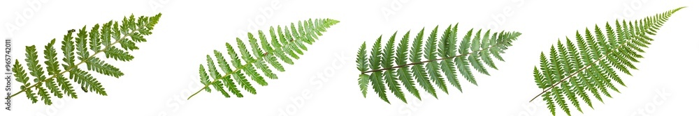 A glossy dark green frond isolated on transparent background of Rumohra adiantiformis or leatherleaf fern. A glossy dark green frond isolated on transparent background of Rumohra adiantiformis or leatherleaf fern.