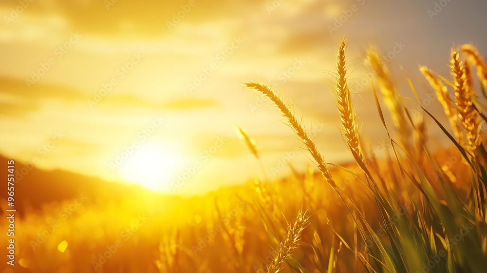 Golden wheat field at sunset, glowing with warmth and hope. Golden wheat field at sunset, glowing with warmth and hope.