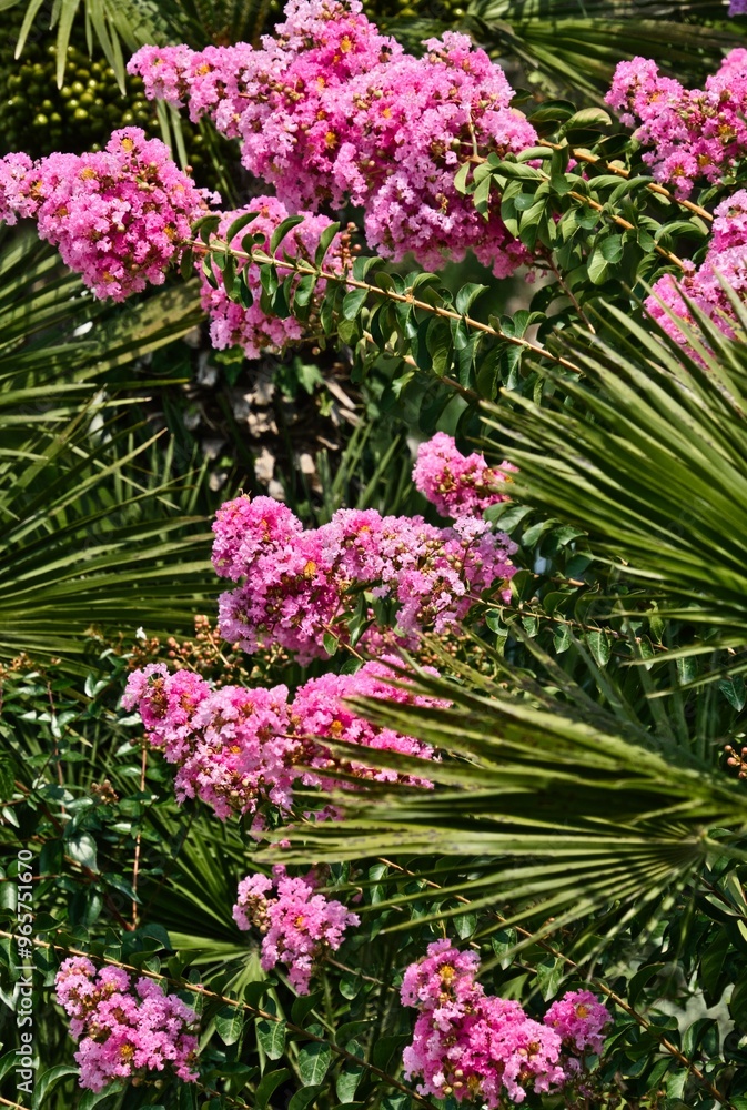 Obraz premium pink flowers