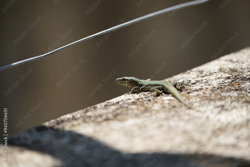 lizard on a stone in tuscany italy