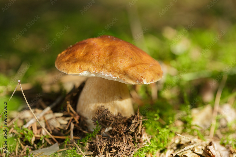 Boletus mushroom on green background in a forest. Edible mushroom Boletus mushroom on green background in a forest. Edible mushroom